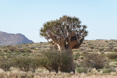 Aloidendron dichotomum