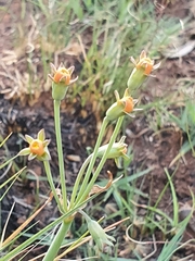 Tulbaghia acutiloba