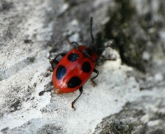 Endomychus coccineus