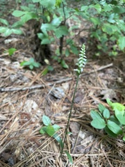 Spiranthes ovalis erostellata