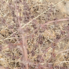 Rumex pulcher