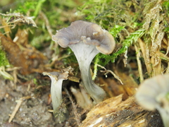 Craterellus undulatus