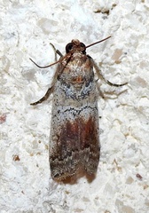 Chararica hystriculella