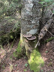 Fomitopsis mounceae