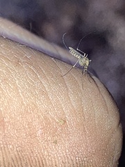 Aedes vexans