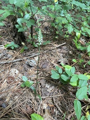 Spiranthes ovalis erostellata