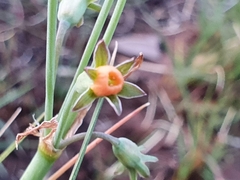 Tulbaghia acutiloba