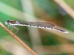 Sympecma fusca