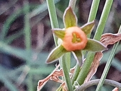 Tulbaghia acutiloba