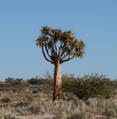 Aloidendron dichotomum