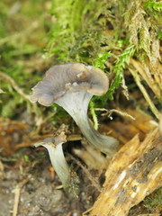 Craterellus undulatus
