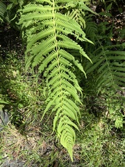 Pelazoneuron kunthii