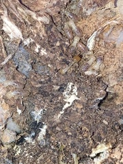 Reticulitermes flavipes