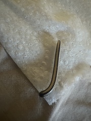 Spirobolellus immigrans