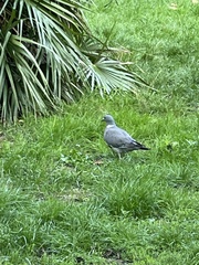 Columba palumbus