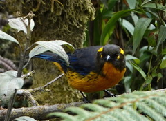 Anisognathus lacrymosus