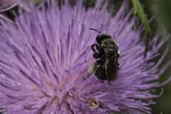 Melissodes desponsus