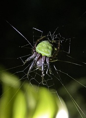 Araneus apricus