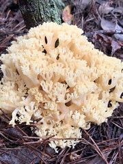 Ramaria rasilispora