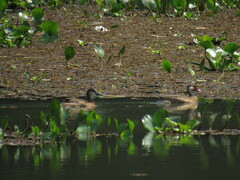 Amazonetta brasiliensis