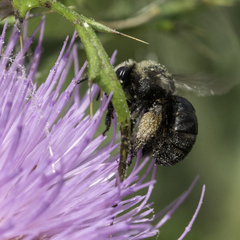 Melissodes desponsus