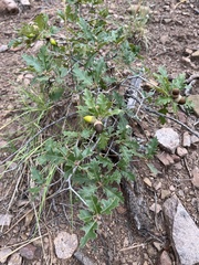 Quercus gambelii