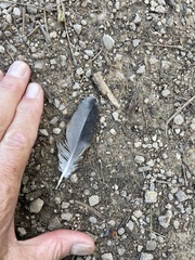 Columba livia domestica