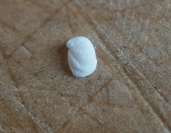 Sigapatella novaezelandiae