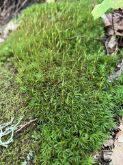 Atrichum angustatum