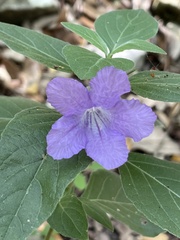 Ruellia drummondiana