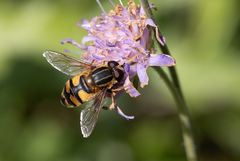 Helophilus trivittatus