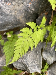 Cystopteris fragilis