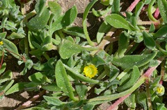 Cleretum bruynsii