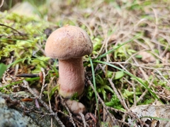 Neoboletus luridiformis