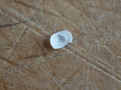 Sigapatella novaezelandiae