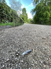 Columba livia domestica