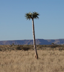 Aloidendron dichotomum