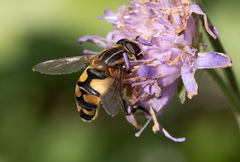 Helophilus trivittatus