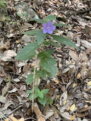 Ruellia drummondiana