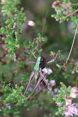 Metrioptera brachyptera