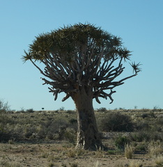 Aloidendron dichotomum