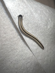 Spirobolellus immigrans
