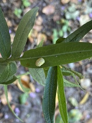 Harmonia axyridis