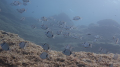Diplodus vulgaris