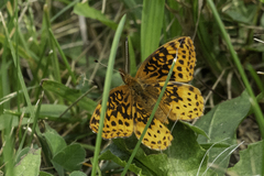 Boloria bellona