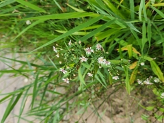 Symphyotrichum lateriflorum