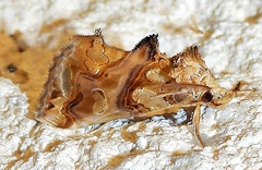 Plusiodonta compressipalpis