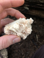 Hericium coralloides