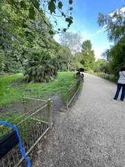 Columba livia domestica