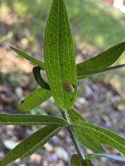 Harmonia axyridis